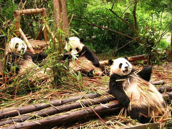 Pandas eating