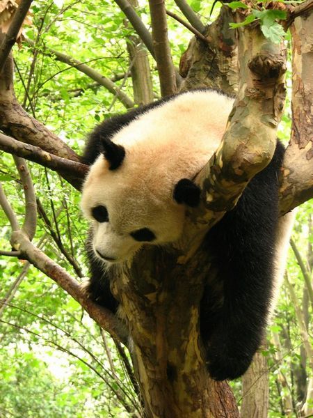 Panda napping in a tree