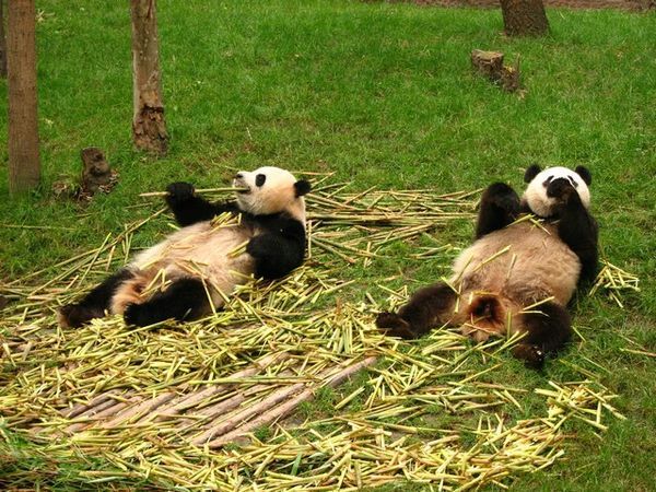 Pandas eating
