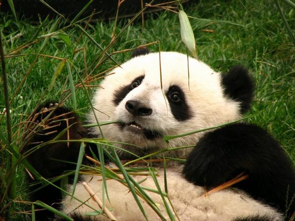Young panda eating