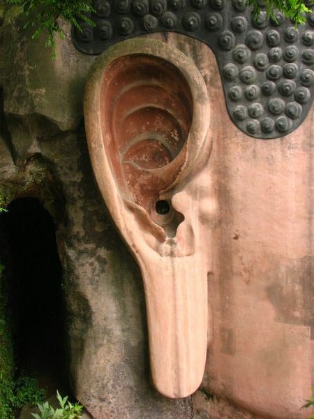 Giant Buddha's ear