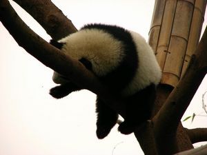 Young panda sleeping