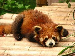 Scruffy, sleepy red panda