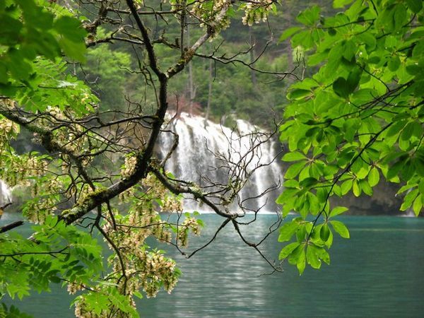 Trees and waterfall