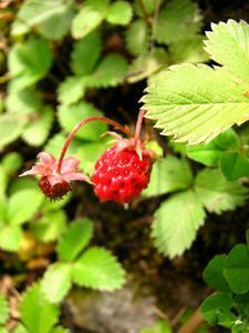 Alpine strawberry (?)