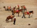 Camels and horses awaiting tourist arses