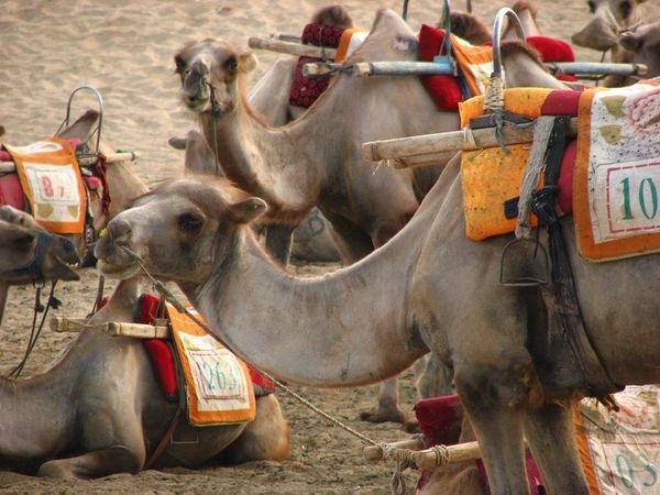 Camels awaiting tourist arses