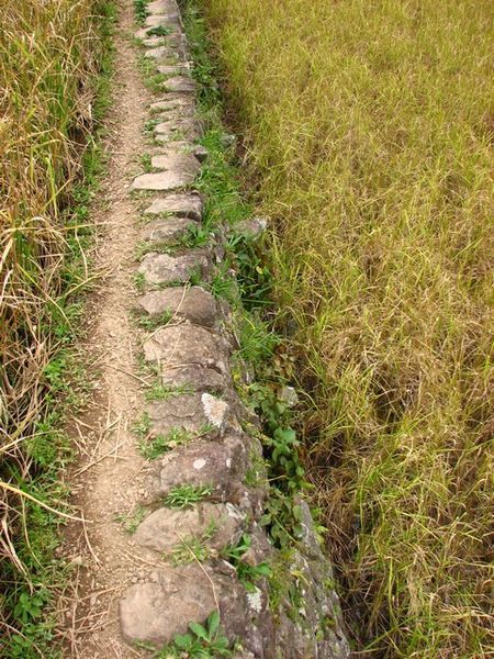 Path along the top of a rice terrace wall