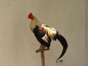Cock on a stick
