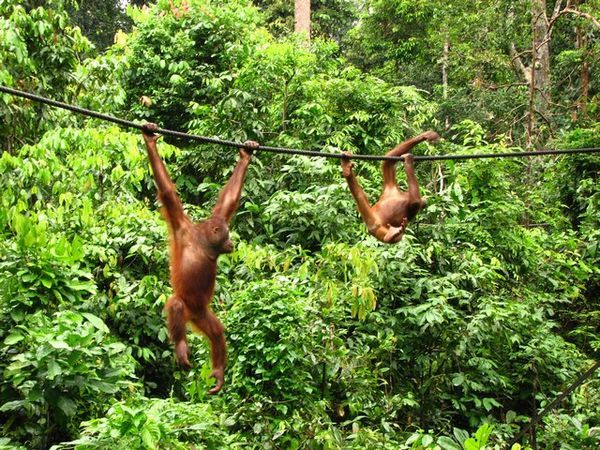 Orang utans