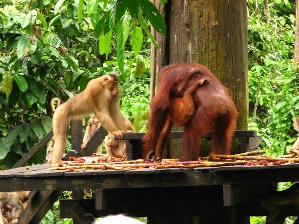 Orang utan mother and baby arrive for food