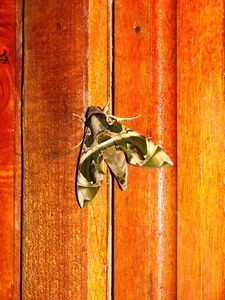 Moth on our chalet door