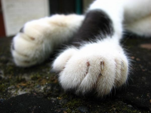 Glamourpuss's paws