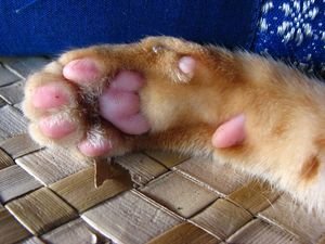 Library cat 1's paw