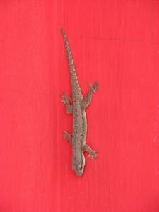 Gecko descending wall