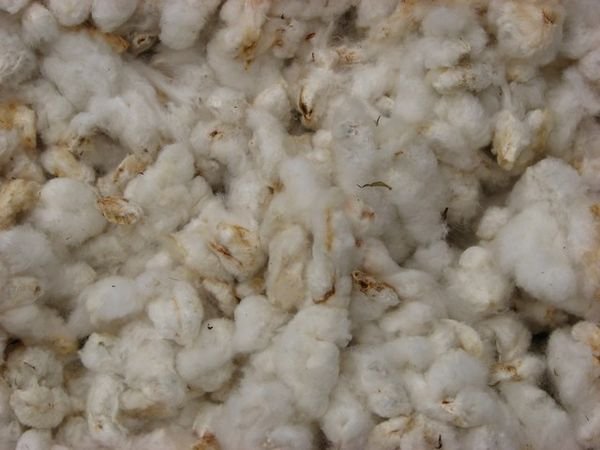 Drying cotton