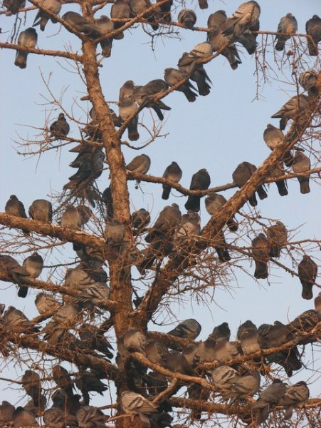 Pigeon tree