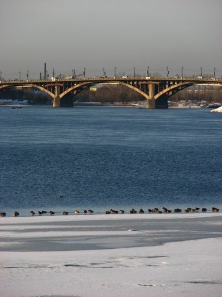 Bridge and ducks on River Angara