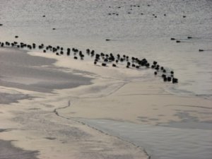 Ducks on River Angara