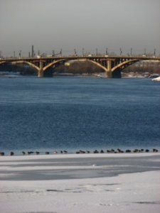 Bridge and ducks on River Angara