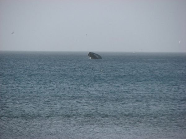 Onshore whale-watching ...