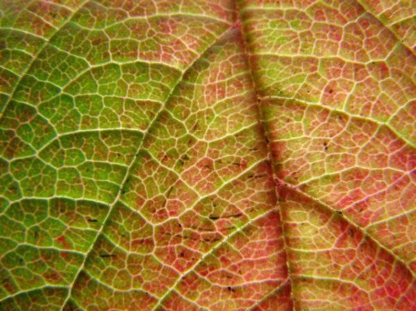 Leaf close-up | Photo