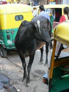 One of many bovine pedestrians