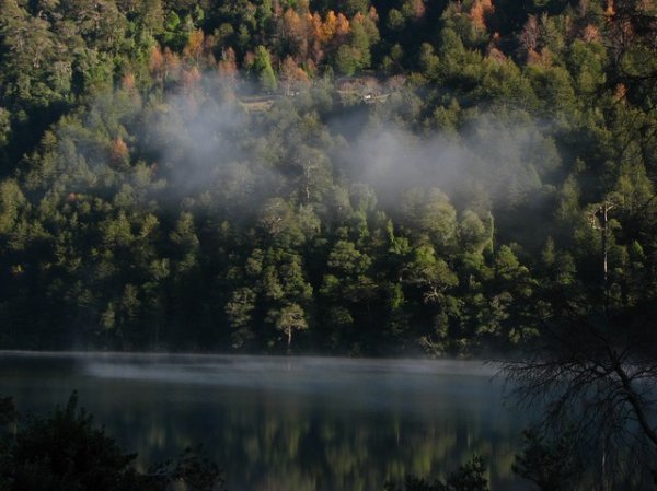Mist, Lago Tinquilco, and forest