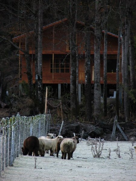 House, sheep, and (apparently) a brown bear