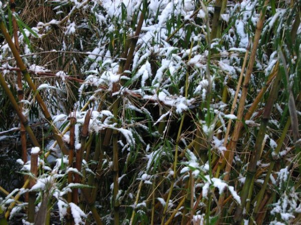 Snowy bamboo