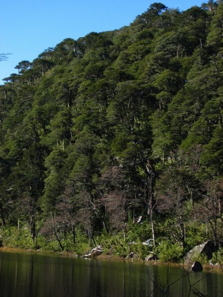 Araucaria trees at Laguna Toro