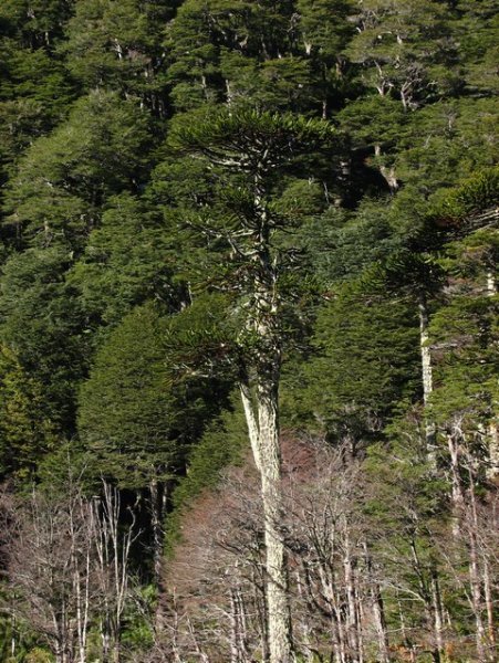 Araucaria trees at Laguna Toro
