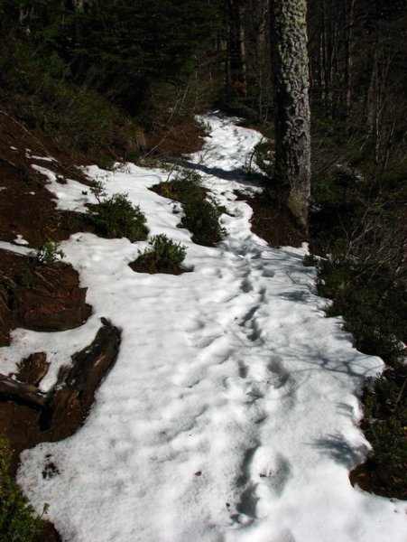 Snow on the trail