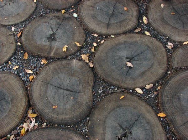 Tree trunk pavement