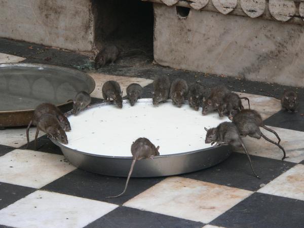 Got rats?