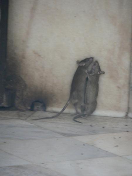 Rat tango