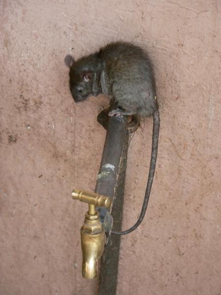 And rat tap dancing