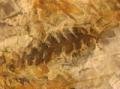 Fossilised leaf at the Worm