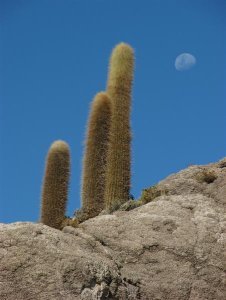 Cacti and moon