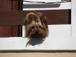 Yorkie with cute coif