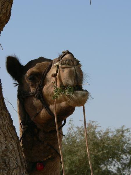 Camel snacking