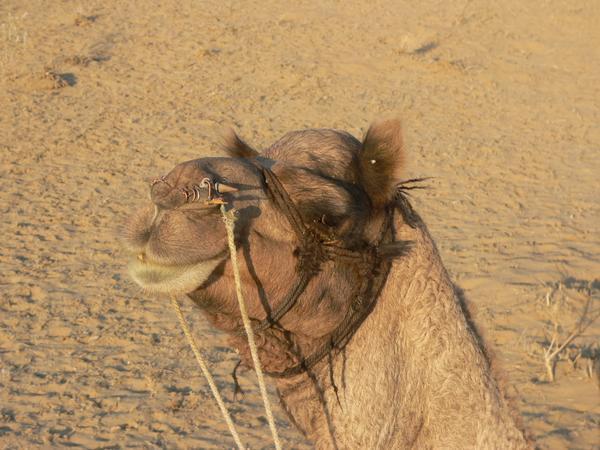 Sympathy for the camel