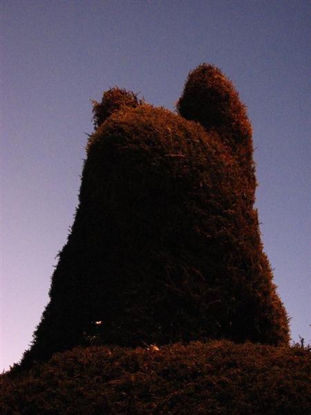 Llama topiary