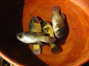 Carachi - most important native fish