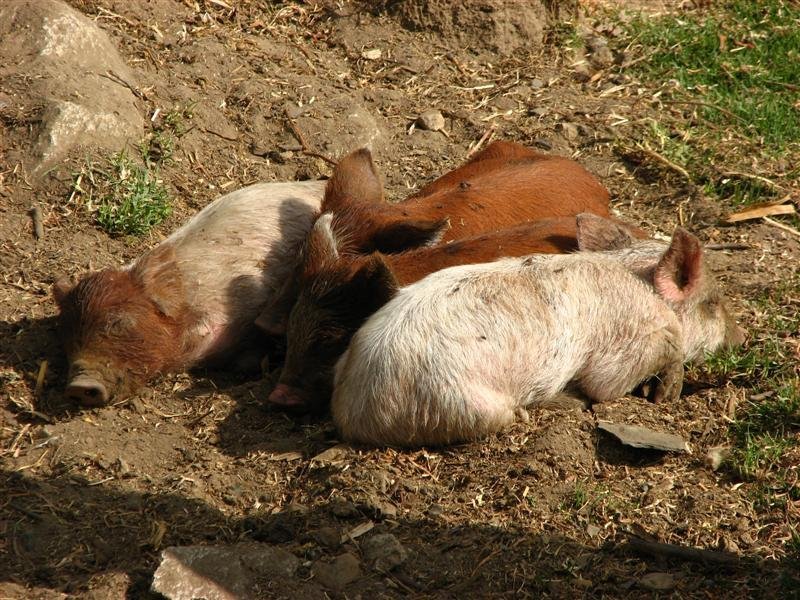 Dozing piglets