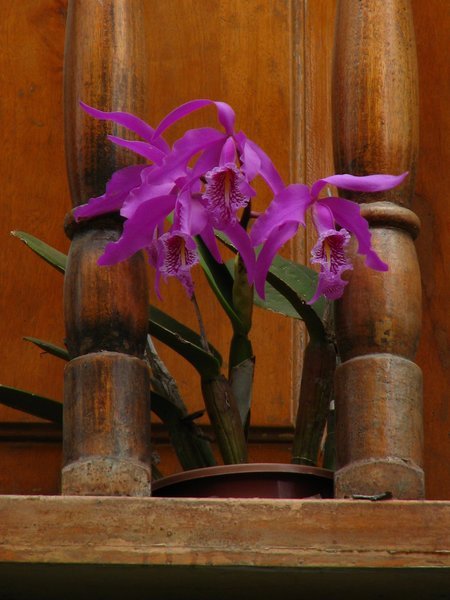 Flower on balcony
