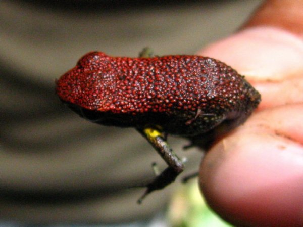 Red-backed poison frog (?)