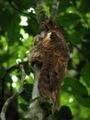 Long-tailed potoo and chick