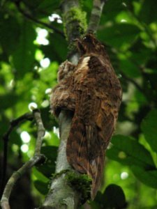Long-tailed potoo and chick