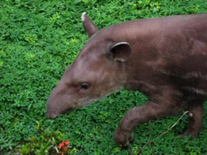 Tapir going for a stroll
